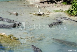 Bild på American alligators alligator mississippiensis